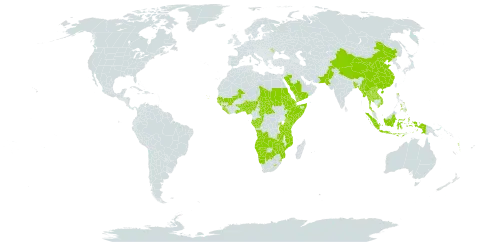 Pavetta world distribution map, present in Angola, Andorra, Benin, Burkina Faso, Bangladesh, Botswana, Central African Republic, China, Congo, Cabo Verde, Djibouti, Eritrea, Ethiopia, Gabon, Ghana, Guinea, Gambia, Guinea-Bissau, Indonesia, Kenya, Lao People's Democratic Republic, Liberia, Lesotho, Moldova (Republic of), Mali, Myanmar, Mozambique, Namibia, Nigeria, Nepal, Pakistan, Philippines, Rwanda, Saudi Arabia, Sudan, Senegal, Sierra Leone, Somalia, eSwatini, Chad, Togo, Thailand, Tanzania, United Republic of, Uganda, Viet Nam, Vanuatu, Yemen, Zambia, and Zimbabwe