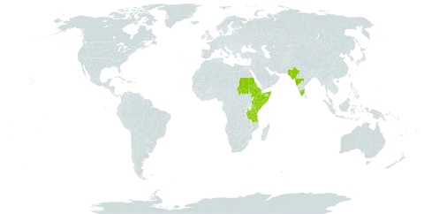 Pavonia flavoferruginea world distribution map, present in Djibouti, Eritrea, Ethiopia, India, Kenya, Pakistan, Sudan, Somalia, Tanzania, United Republic of, and Uganda