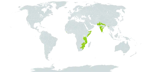 Pavonia leptocalyx world distribution map, present in India, Kenya, Sri Lanka, Myanmar, Mozambique, Pakistan, Somalia, Tanzania, United Republic of, South Africa, and Zimbabwe