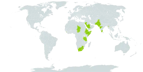 Pavonia procumbens world distribution map, present in Djibouti, Eritrea, Ethiopia, India, Kenya, Sri Lanka, Myanmar, Pakistan, Saudi Arabia, Somalia, Chad, Tanzania, United Republic of, Uganda, Yemen, and South Africa