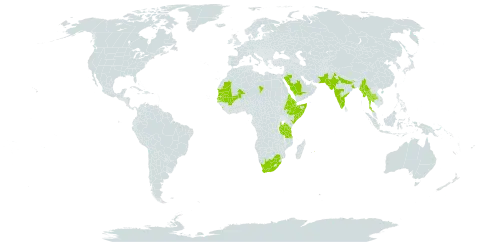 Pavonia zeylanica world distribution map, present in Djibouti, Eritrea, Ethiopia, India, Kenya, Sri Lanka, Mali, Myanmar, Mauritania, Mauritius, Pakistan, Saudi Arabia, Senegal, Somalia, Chad, Thailand, Tanzania, United Republic of, Uganda, and South Africa