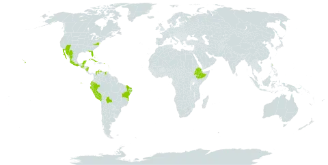 Pectis linifolia world distribution map, present in Anguilla, Bonaire, Sint Eustatius and Saba, Bahamas, Bolivia (Plurinational State of), Brazil, Colombia, Cuba, Cayman Islands, Dominica, Ecuador, Ethiopia, Guadeloupe, Grenada, Guatemala, Jamaica, Mexico, Martinique, Nicaragua, Peru, Puerto Rico, Turks and Caicos Islands, United States Minor Outlying Islands, United States of America, Saint Vincent and the Grenadines, and Venezuela (Bolivarian Republic of)