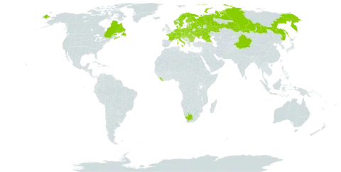 Pedicularis palustris world distribution map, present in Austria, Belgium, Bulgaria, Bosnia and Herzegovina, Belarus, Canada, Switzerland, China, Czech Republic, Germany, Denmark, Estonia, Finland, France, United Kingdom of Great Britain and Northern Ireland, Georgia, Croatia, Hungary, Italy, Liberia, Liechtenstein, Lithuania, Luxembourg, Latvia, Montenegro, Netherlands, Norway, Poland, Romania, Russian Federation, Serbia, Slovakia, Slovenia, Sweden, Ukraine, and South Africa