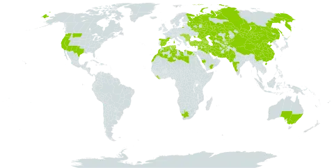 Peganum harmala world distribution map, present in Afghanistan, Armenia, Australia, Azerbaijan, Bulgaria, China, Cyprus, Algeria, Egypt, Spain, France, Georgia, Hungary, India, Iran (Islamic Republic of), Iraq, Israel, Italy, Kazakhstan, Kyrgyzstan, Kuwait, Lebanon, Liberia, Libya, Morocco, North Macedonia, Mongolia, Pakistan, Romania, Russian Federation, Saudi Arabia, Serbia, Syrian Arab Republic, Tajikistan, Turkmenistan, Tunisia, Turkey, Ukraine, United States of America, Uzbekistan, Yemen, and South Africa