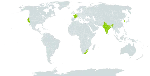 Pelargonium inquinans (l.) l'hér. world distribution map, present in Spain, France, Gibraltar, India, Korea (Republic of), Mauritius, Portugal, Réunion, United States of America, and South Africa