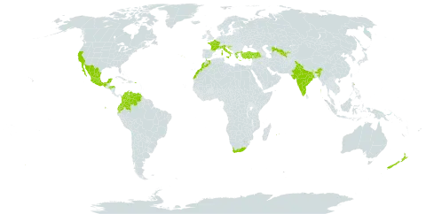 Pelargonium peltatum (l.) l'hér. world distribution map, present in Colombia, Ecuador, Spain, France, Greece, Honduras, Croatia, India, Italy, Morocco, Mexico, Mauritius, New Zealand, Puerto Rico, Portugal, Réunion, Turkey, United States of America, Uzbekistan, Venezuela (Bolivarian Republic of), and South Africa