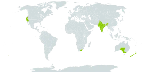 Pelargonium quercifolium (l.f.) l'hér. world distribution map, present in Australia, Spain, India, Mauritius, New Zealand, Portugal, Réunion, United States of America, and South Africa