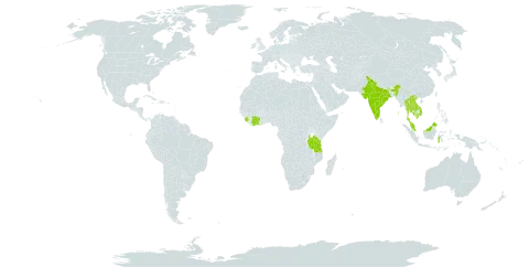 Peltophorum dasyrachis world distribution map, present in Côte d'Ivoire, Indonesia, India, Cambodia, Lao People's Democratic Republic, Sri Lanka, Malaysia, Sierra Leone, Thailand, Tanzania, United Republic of, Uganda, and Viet Nam