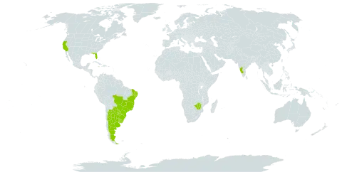 Peltophorum dubium world distribution map, present in Argentina, Brazil, Barbados, India, Paraguay, Uruguay, United States of America, and Zimbabwe