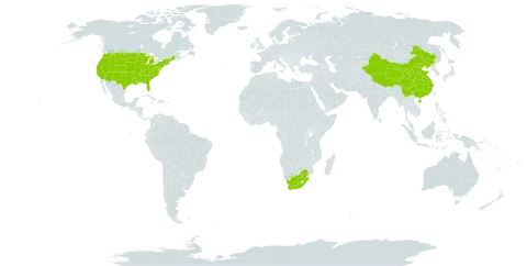 Pennisetum glaucum world distribution map, present in China, United States of America, and South Africa