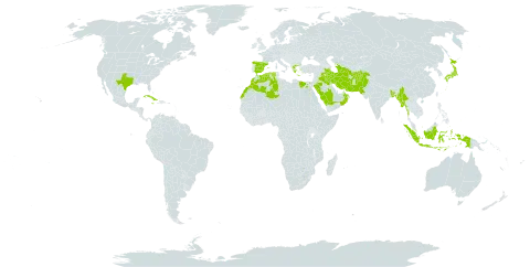 Pennisetum orientale world distribution map, present in Afghanistan, Bangladesh, Cuba, Algeria, Egypt, Spain, Greece, Indonesia, Iran (Islamic Republic of), Iraq, Jamaica, Japan, Morocco, Myanmar, Nepal, Oman, Pakistan, Palau, Saudi Arabia, Singapore, Turks and Caicos Islands, Turkmenistan, and United States of America