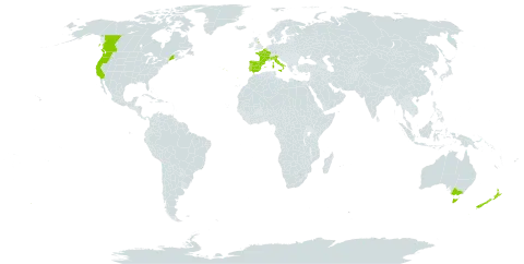 Pentaglottis sempervirens world distribution map, present in Australia, Belgium, Canada, Spain, France, United Kingdom of Great Britain and Northern Ireland, Italy, New Zealand, Portugal, and United States of America