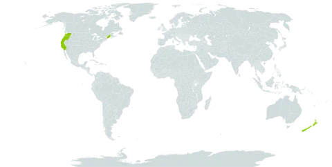 Pentaglottis world distribution map, present in New Zealand and United States of America