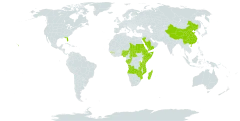 Pentas world distribution map, present in Angola, Burkina Faso, Central African Republic, China, Congo, Cook Islands, Comoros, Djibouti, Eritrea, Ethiopia, Gabon, Guinea, Kenya, Madagascar, Mozambique, Norfolk Island, Nigeria, Rwanda, Saudi Arabia, Sudan, Somalia, Chad, Tanzania, United Republic of, Uganda, United States of America, Yemen, Zambia, and Zimbabwe