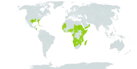 Pentodon world distribution map, present in Angola, Benin, Burkina Faso, Bahamas, Belize, Botswana, Central African Republic, Congo, Cabo Verde, Cuba, Eritrea, Ethiopia, Gabon, Ghana, Guinea, Gambia, Guinea-Bissau, Kenya, Liberia, Madagascar, Mozambique, Mauritania, Namibia, Nigeria, Nicaragua, Oman, Rwanda, Sudan, Senegal, Sierra Leone, Somalia, eSwatini, Seychelles, Chad, Togo, Tanzania, United Republic of, Uganda, United States of America, Yemen, Zambia, and Zimbabwe