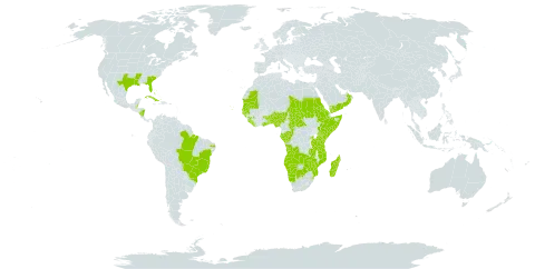 Pentodon pentandrus world distribution map, present in Angola, Benin, Burkina Faso, Bahamas, Belize, Brazil, Botswana, Central African Republic, Congo, Cabo Verde, Cuba, Eritrea, Ethiopia, Gabon, Ghana, Guinea, Gambia, Guinea-Bissau, Kenya, Liberia, Madagascar, Mozambique, Mauritania, Namibia, Nigeria, Nicaragua, Oman, Rwanda, Sudan, Senegal, Sierra Leone, Somalia, eSwatini, Seychelles, Chad, Togo, Tanzania, United Republic of, Uganda, United States of America, Yemen, Zambia, and Zimbabwe