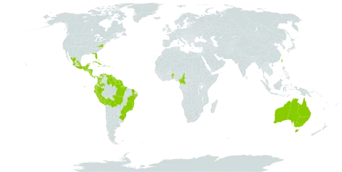 Peperomia obtusifolia world distribution map, present in Antigua and Barbuda, Australia, Benin, Bahamas, Belize, Bolivia (Plurinational State of), Brazil, Cameroon, Colombia, Costa Rica, Cuba, Cayman Islands, Dominica, Ecuador, Fiji, Guadeloupe, Grenada, Guatemala, French Guiana, Guam, Guyana, Honduras, Jamaica, Saint Lucia, Mexico, Marshall Islands, Northern Mariana Islands, Nicaragua, Panama, Pitcairn, Peru, Puerto Rico, Suriname, Trinidad and Tobago, Taiwan, Province of China, United States of America, and Venezuela (Bolivarian Republic of)