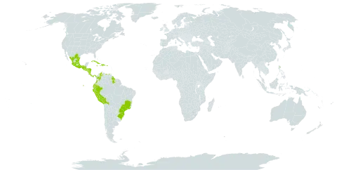 Peperomia quadrifolia world distribution map, present in Bolivia (Plurinational State of), Brazil, Colombia, Costa Rica, Cuba, Dominican Republic, Ecuador, Guatemala, Guyana, Honduras, Haiti, Jamaica, Mexico, Nicaragua, Panama, Peru, Puerto Rico, El Salvador, and Venezuela (Bolivarian Republic of)