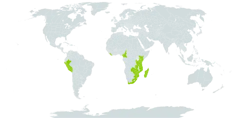 Peperomia retusa world distribution map, present in Angola, Burundi, Cameroon, Equatorial Guinea, Kenya, Liberia, Madagascar, Mozambique, Malawi, Peru, Rwanda, Sao Tome and Principe, eSwatini, Tanzania, United Republic of, Uganda, South Africa, Zambia, and Zimbabwe