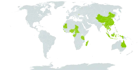 Perotis indica world distribution map, present in Australia, Benin, Bangladesh, Central African Republic, China, Congo, Gabon, Gambia, Guinea-Bissau, Indonesia, Lao People's Democratic Republic, Moldova (Republic of), Madagascar, Myanmar, Mauritania, Nigeria, Nepal, Philippines, Réunion, Sierra Leone, Chad, Togo, Thailand, Taiwan, Province of China, Tanzania, United Republic of, and Viet Nam