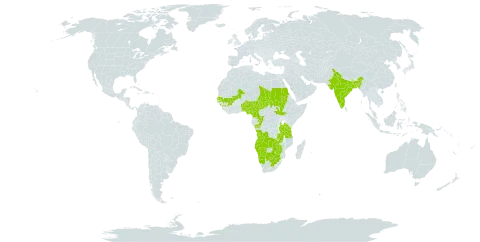 Persicaria limbata world distribution map, present in Angola, Benin, Burkina Faso, Bangladesh, Botswana, Cameroon, Congo, Guinea, India, Mali, Namibia, Nigeria, Nepal, Sudan, Senegal, South Sudan, Chad, Tanzania, United Republic of, Uganda, South Africa, Zambia, and Zimbabwe