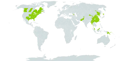 Persicaria longiseta world distribution map, present in Canada, China, Georgia, India, Japan, Myanmar, Malaysia, Nepal, Pakistan, Papua New Guinea, Korea (Democratic People's Republic of), Taiwan, Province of China, and United States of America