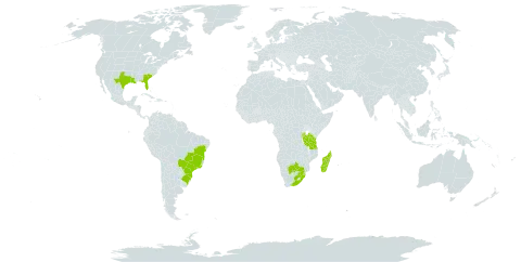 Persicaria meisneriana world distribution map, present in Burundi, Brazil, Botswana, Madagascar, Malawi, Rwanda, eSwatini, Tanzania, United Republic of, Uganda, United States of America, and South Africa