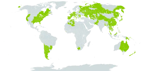 Persicaria orientalis world distribution map, present in Albania, Argentina, Australia, Austria, Bangladesh, Bulgaria, Belarus, Brazil, Bhutan, Canada, Switzerland, Chile, China, Germany, Algeria, Spain, France, Georgia, Greece, Croatia, India, Italy, Japan, Kazakhstan, Kyrgyzstan, Cambodia, Lao People's Democratic Republic, Sri Lanka, Myanmar, Malaysia, Netherlands, New Zealand, Pakistan, Philippines, Papua New Guinea, Korea (Democratic People's Republic of), Portugal, Romania, Russian Federation, Singapore, Slovakia, Slovenia, Thailand, Tajikistan, Turkmenistan, Taiwan, Province of China, Ukraine, United States of America, Uzbekistan, Viet Nam, and South Africa