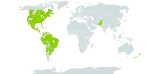 Persicaria punctata world distribution map, present in Argentina, Bahamas, Belize, Bermuda, Bolivia (Plurinational State of), Brazil, Canada, Colombia, Costa Rica, Cuba, Cayman Islands, Ecuador, Guadeloupe, Guatemala, French Guiana, Guyana, Honduras, Jamaica, Saint Lucia, Mexico, Martinique, Nicaragua, New Zealand, Pakistan, Panama, Peru, Puerto Rico, Paraguay, Suriname, Trinidad and Tobago, Uruguay, United States of America, and Venezuela (Bolivarian Republic of)