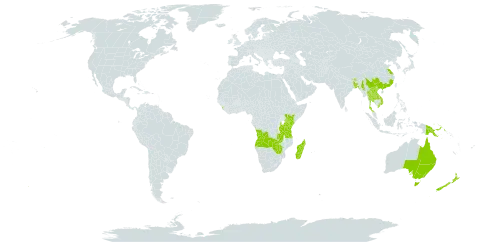 Persicaria strigosa world distribution map, present in Angola, Australia, Bangladesh, Bhutan, China, India, Kenya, Lao People's Democratic Republic, Sri Lanka, Madagascar, Myanmar, Malaysia, Nepal, New Zealand, Philippines, Papua New Guinea, Thailand, Tanzania, United Republic of, Uganda, Viet Nam, Zambia, and Zimbabwe