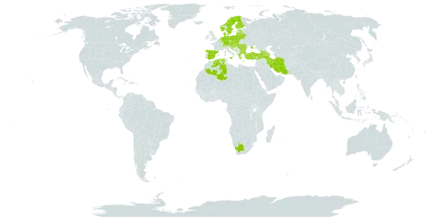 Petasites hybridus subsp. hybridus world distribution map, present in Armenia, Austria, Azerbaijan, Belgium, Bulgaria, Bosnia and Herzegovina, Belarus, Switzerland, Czech Republic, Germany, Denmark, Algeria, Spain, Estonia, Finland, France, United Kingdom of Great Britain and Northern Ireland, Georgia, Greece, Croatia, Hungary, Iran (Islamic Republic of), Italy, Liechtenstein, Lithuania, Luxembourg, Latvia, Moldova (Republic of), North Macedonia, Montenegro, Netherlands, Norway, Poland, Romania, Russian Federation, Serbia, Slovakia, Slovenia, Sweden, Turkey, Ukraine, and South Africa