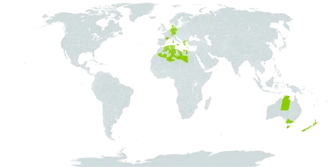 Petasites pyrenaicus world distribution map, present in Australia, Belgium, Switzerland, Germany, Denmark, Algeria, Spain, France, United Kingdom of Great Britain and Northern Ireland, Greece, Italy, Libya, New Zealand, Portugal, and Tunisia