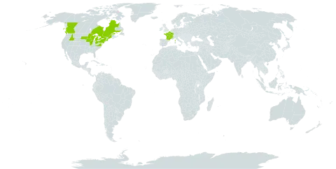 Petrorhagia saxifraga world distribution map, present in Canada, France, and United States of America