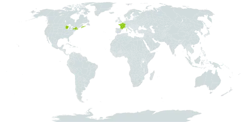 Petrosedum ochroleucum world distribution map, present in Canada, France, and United States of America