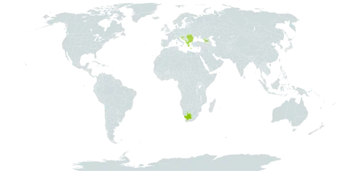 Peucedanum longifolium world distribution map, present in Albania, Bulgaria, Bosnia and Herzegovina, Georgia, Greece, Croatia, North Macedonia, Montenegro, Romania, Serbia, and South Africa