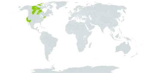 Phacelia campanularia world distribution map, present in Canada and United States of America