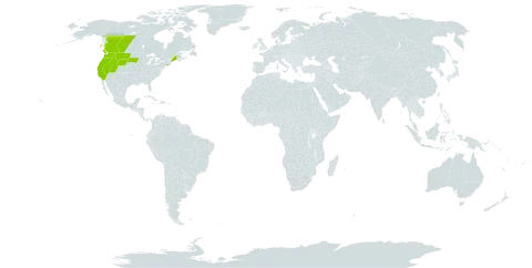 Phacelia linearis world distribution map, present in Canada and United States of America