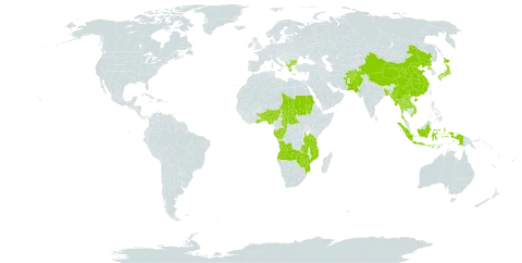 Phacelurus world distribution map, present in Afghanistan, Angola, Albania, Benin, Bangladesh, Bulgaria, Central African Republic, China, Congo, Gabon, Ghana, Greece, Indonesia, Japan, Lao People's Democratic Republic, Myanmar, Mozambique, Nigeria, Nepal, Pakistan, Korea (Democratic People's Republic of), Sudan, Turks and Caicos Islands, Chad, Togo, Thailand, Tanzania, United Republic of, Viet Nam, Zambia, and Zimbabwe