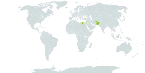 Phagnalon nitidum world distribution map, present in Afghanistan, Egypt, Iceland, Jordan, and Pakistan