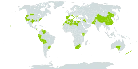 Phalaris aquatica world distribution map, present in Albania, Australia, Bulgaria, Bolivia (Plurinational State of), Brazil, China, Cyprus, Algeria, Ecuador, Egypt, Spain, France, Iraq, Italy, Kenya, Libya, Morocco, Norfolk Island, Nicaragua, New Zealand, Pakistan, Peru, Palau, Portugal, Turks and Caicos Islands, Tunisia, Uruguay, United States of America, Venezuela (Bolivarian Republic of), and South Africa