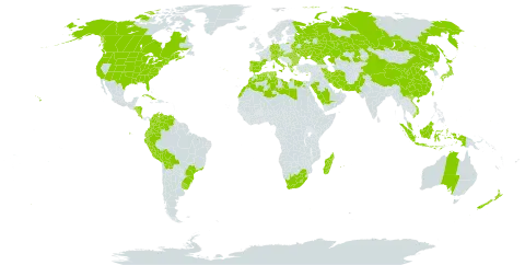 Phalaris canariensis world distribution map, present in Åland Islands, Albania, Australia, Austria, Bulgaria, Belarus, Bermuda, Bolivia (Plurinational State of), Brazil, Canada, Switzerland, China, Colombia, Costa Rica, Cuba, Cyprus, Czech Republic, Germany, Algeria, Ecuador, Egypt, Spain, France, Micronesia (Federated States of), Georgia, Greece, Honduras, Hungary, Indonesia, Iran (Islamic Republic of), Italy, Japan, Kazakhstan, Libya, Lesotho, Morocco, Madagascar, Mauritius, Malaysia, Norfolk Island, Nicaragua, New Zealand, Pakistan, Peru, Palau, Korea (Democratic People's Republic of), Portugal, Réunion, Romania, Russian Federation, Saudi Arabia, Turks and Caicos Islands, Tunisia, Taiwan, Province of China, Ukraine, Uruguay, United States of America, Venezuela (Bolivarian Republic of), Viet Nam, and South Africa