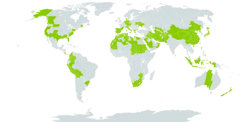 Phalaris minor world distribution map, present in Afghanistan, Åland Islands, Albania, Australia, Austria, Bolivia (Plurinational State of), Brazil, Canada, China, Colombia, Costa Rica, Cyprus, Czech Republic, Germany, Denmark, Algeria, Egypt, Eritrea, Spain, France, Greece, Indonesia, Iran (Islamic Republic of), Iraq, Italy, Japan, Kuwait, Libya, Morocco, Mauritania, Norfolk Island, Netherlands, Nepal, New Zealand, Oman, Pakistan, Peru, Philippines, Palau, Korea (Democratic People's Republic of), Portugal, Saudi Arabia, Sudan, Singapore, Turks and Caicos Islands, Chad, Turkmenistan, Tunisia, Ukraine, United States of America, Uzbekistan, South Africa, and Zimbabwe