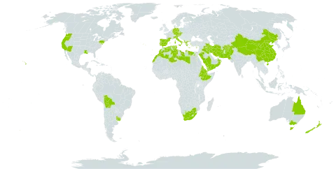 Phalaris paradoxa world distribution map, present in Afghanistan, Albania, Australia, Austria, Bolivia (Plurinational State of), China, Cyprus, Czech Republic, Germany, Djibouti, Algeria, Egypt, Eritrea, Spain, Ethiopia, France, Greece, Iran (Islamic Republic of), Iraq, Italy, Libya, Morocco, New Zealand, Oman, Pakistan, Palau, Portugal, Saudi Arabia, Singapore, Turks and Caicos Islands, Tunisia, Uruguay, United States of America, Yemen, and South Africa