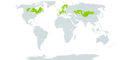 Phedimus hybridus (l.) 't world distribution map, present in Austria, Canada, China, Czech Republic, Germany, Denmark, Estonia, Finland, France, Hungary, Kazakhstan, Kyrgyzstan, Liberia, Mongolia, Norway, Slovakia, and Sweden