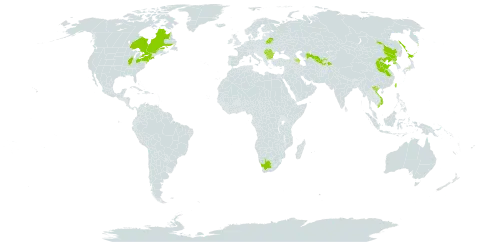 Phellodendron amurense world distribution map, present in Azerbaijan, Bulgaria, Belarus, Canada, China, Japan, Korea (Democratic People's Republic of), Romania, Russian Federation, Tajikistan, Taiwan, Province of China, United States of America, Uzbekistan, Viet Nam, and South Africa