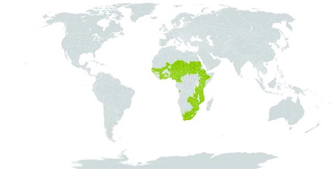 Philenoptera bussei world distribution map, present in Angola, Burkina Faso, Côte d'Ivoire, Cameroon, Cabo Verde, Ethiopia, Ghana, Guinea, Guinea-Bissau, Kenya, Mali, Mozambique, Malawi, Niger, Nigeria, Sudan, Senegal, Chad, Togo, Tanzania, United Republic of, Uganda, South Africa, Zambia, and Zimbabwe