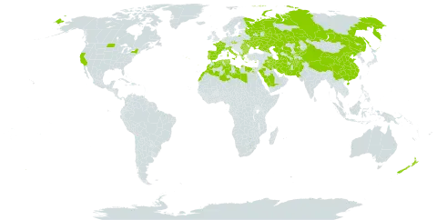 Phlomis world distribution map, present in Afghanistan, Albania, Bulgaria, China, Cyprus, Czech Republic, Algeria, Egypt, Spain, France, Greece, Iran (Islamic Republic of), Iraq, Italy, Kazakhstan, Kyrgyzstan, Libya, Morocco, New Zealand, Pakistan, Palau, Portugal, Romania, Russian Federation, Saudi Arabia, Singapore, Turks and Caicos Islands, Turkmenistan, Tunisia, Ukraine, United States of America, and Uzbekistan