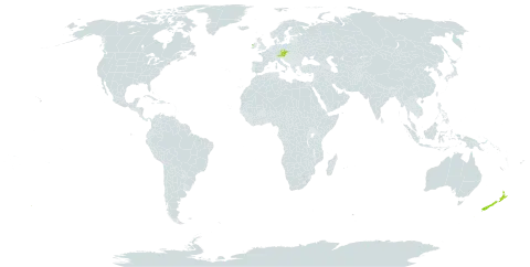 Phlomis russeliana world distribution map, present in Austria, Czech Republic, Ireland, New Zealand, and Turks and Caicos Islands