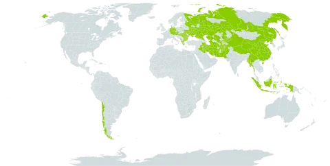 Phlomoides world distribution map, present in Afghanistan, Albania, Austria, Bulgaria, Chile, China, Czech Republic, Germany, Greece, Hungary, Indonesia, Iran (Islamic Republic of), Iraq, Kazakhstan, Kyrgyzstan, Myanmar, Montenegro, Nepal, Pakistan, Palau, Korea (Democratic People's Republic of), Romania, Russian Federation, Singapore, Turks and Caicos Islands, Turkmenistan, Ukraine, and Uzbekistan