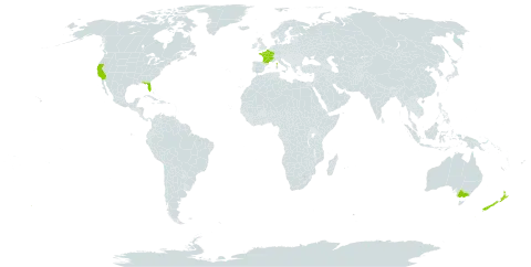 Phoenix canariensis world distribution map, present in Australia, France, New Zealand, and United States of America